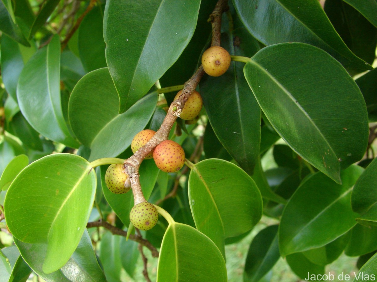 Ficus benjamina L.